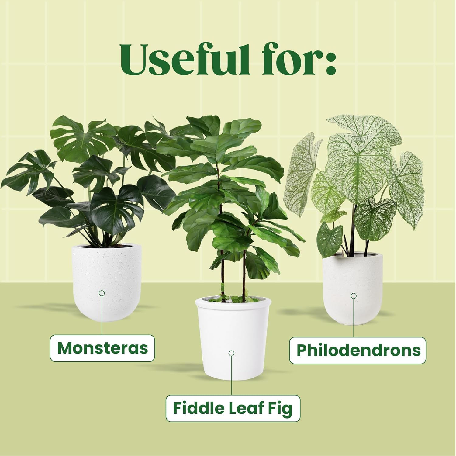 カロヤノフ植物セラムN ° 1: フィドルリーフイチジクと室 - Fiddle Leaf Fig のレビューと価格